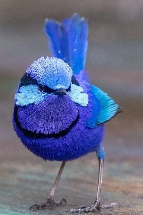 Beautiful Strikingly Blue Superb Australian 💙 World Birds, Most Beautiful Birds, Australian Birds, Nature Birds, Australian Animals, Bird Pictures, Exotic Birds, Pretty Birds, Bird Photo