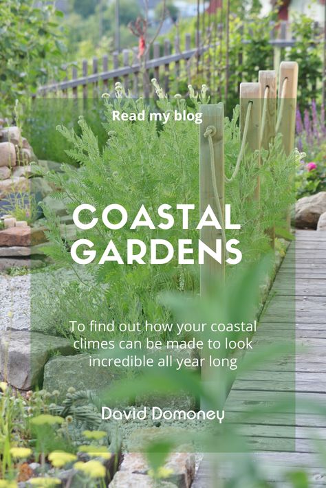 Best Plants For Beach House, Seaside Garden Coastal Cottage, Landscaping Beach House, Coastal Front Garden Uk, Seaside Garden Design, Beach Style Garden Ideas, Seaside Gardens Uk, Coastal Yard Landscaping, Beach Gardens Ideas