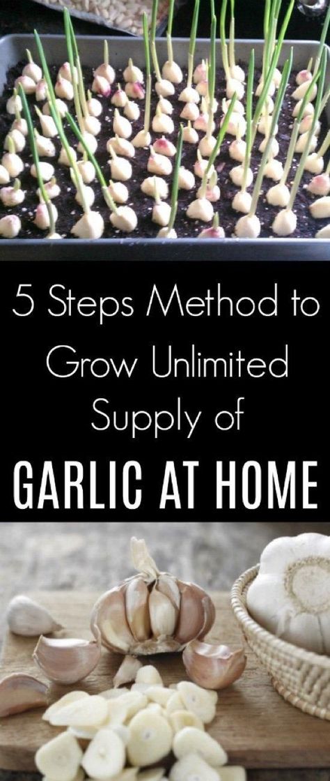 5 Steps Method to Grow Unlimited Supply of Garlic at Home Garlic Plant, Garlic Growing, Plantarea Legumelor, Gemüseanbau In Kübeln, Regrow Vegetables, Indoor Vegetables, Gardening Vegetables, Growing Garlic, Household Plants