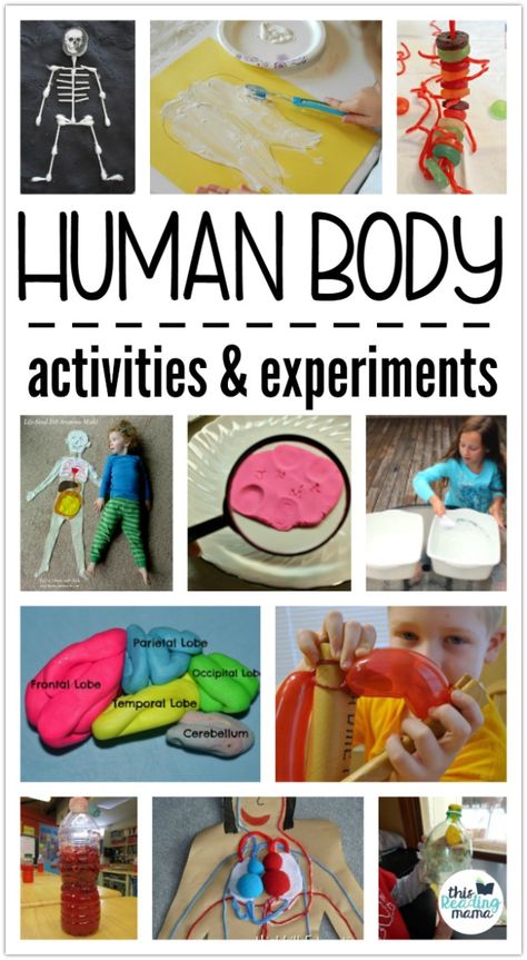 Human Body Activities and Experiments for Kids - a collection by This Reading Mama Human Body Homeschool, Human Body Unit Study, Human Body Projects, Body Preschool, Human Body Science, Human Body Activities, Human Body Unit, Experiments For Kids, Human Body Systems