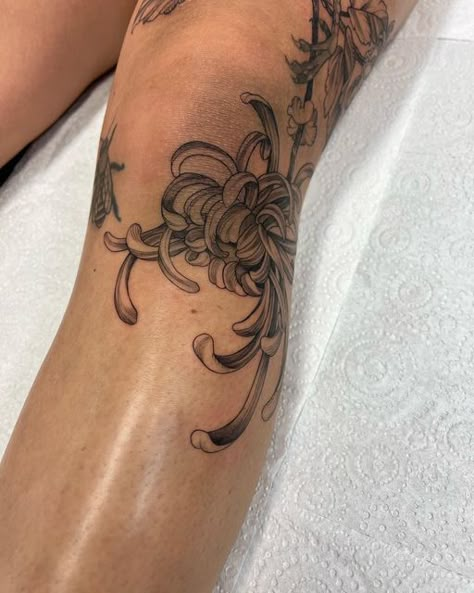 Flower Tattoo Knee Woman, Back Of Thigh Flower Tattoo, Japanese Chrysanthemum Tattoo Sleeve, Chrysanthemum Tattoo Ankle, Different Tattoo Styles On One Arm, Chrysanthemum Knee Tattoo, American Traditional Chrysanthemum, Chrsanthym Tattoo, Chrisantem Tattoo