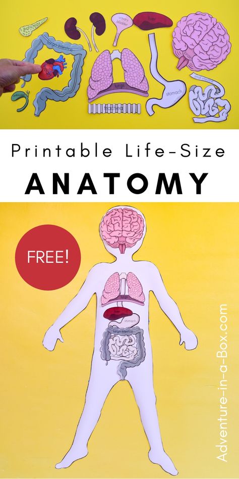 Human Body Printables, Human Body Unit Study, Human Body Worksheets, Human Body Projects, Free Human Body, Body Preschool, Human Body Science, Human Body Activities, Human Body Organs