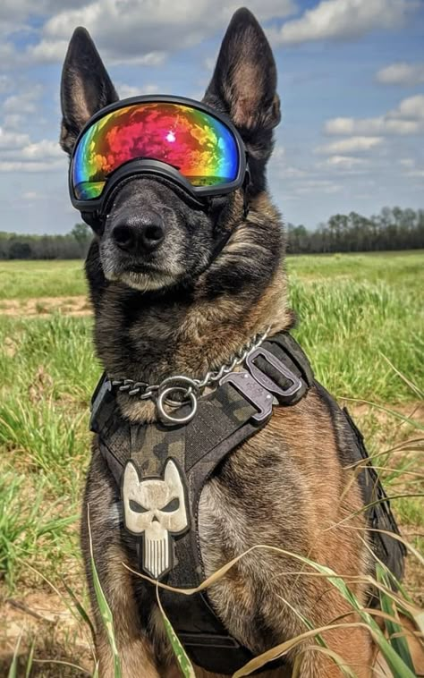 Rex Specs, Agent 00, K9 Handler, Baby German Shepherds, K9 Police Dogs, Belgium Malinois, Dog Soldiers, Service Dogs Gear, Belgian Malinois Dog