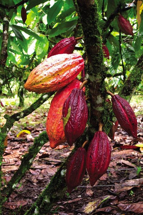 En Venezuela tenemos muy buenos cacaos, considerados internacionalmente de muy alta calidad Cocoa Fruit, Giant Vegetable, Make Your Own Chocolate, Growing Fruit Trees, Cacao Chocolate, Plant Fungus, Fruit Seeds, Beautiful Fruits, Theobroma Cacao