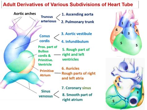 Development of Heart , Anatomy QA Embryology Of The Heart, Development Of Heart Embryology, Embryonic Development, Heart Location, Cell Forms, Parts Of The Heart, Heart Anatomy, Congenital Heart, Medical School Essentials