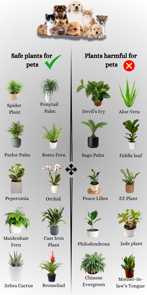 We’ve got a list of common plants that are safe for your 4 legged babies and also plants that should be avoided. Most of the time, plants are fine in the home as long as your pets don’t chew or ingest them. Non Toxic Cat Plants, Plants Non Toxic To Cats, Plants Cats Love, Indoor Plants Nontoxic To Pets, Plants Safe For Cats And Dogs, Plants For Cats Indoor, Pet Safe Plants Outdoor, House Plants Safe For Dogs, Indoor Plants Safe For Cats And Dogs