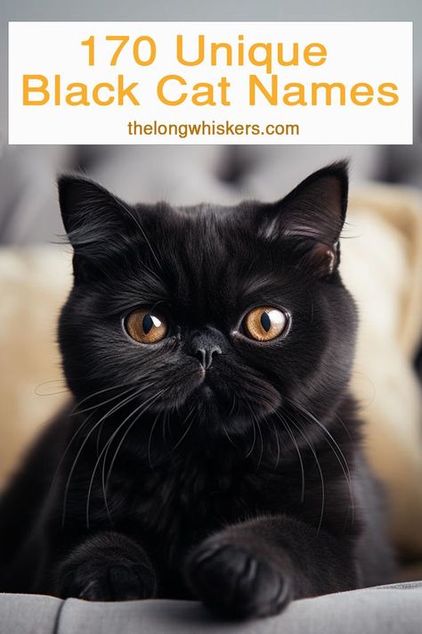 Black Exotic Shorthair cat Female Cat Names Unique, Kitten Names Unique, Black Cat Names, Cat Names Aesthetic, National Black Cat Day, Black Cat Pictures, Names Aesthetic, Unique Cat Names, Cute Pet Names