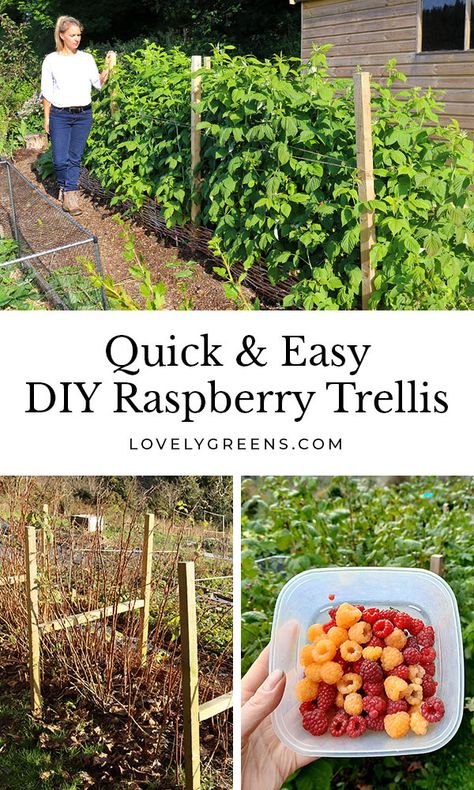 Raspberry Growing Trellis, Berry Bush Trellis, Grow Raspberries Trellis, Trellis For Berries, Trellis Ideas For Berries, Backyard Berry Garden, Diy Berry Trellis, How To Tie Up Raspberry Bushes, Raspberry Patch Trellis