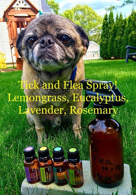 Essential oils for protecting yourself from ticks, fleas and mosquitoes Doterra Flea And Tick Spray For Dogs, Doterra Dogs, Tick Repellent For Dogs, Essential Oils For Fleas, Lou Dog, Essential Oils Dogs, Flea And Tick Spray, Flea Spray, Aromatherapy Recipes