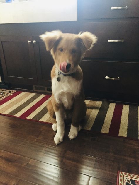 Shollie Puppy, Shollie Dog, Collie Mix, Australian Shepherds, The Shepherd, 4 Months, Australian Shepherd, Border Collie, German Shepherd