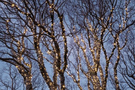 How to Put Christmas Lights on Tall Outdoor Trees | Davey Blog Christmas Lights In Outdoor Trees, Outdoor Christmas Solar Lights, Christmas Lights Outdoor Tree, Outdoor Christmas Lights Tree, Outdoor Christmas Lights On Trees, How To Put Lights On Outdoor Tree, Christmas Lights On Trees Outdoor, Christmas Lights Outdoor Trees, Christmas Exterior