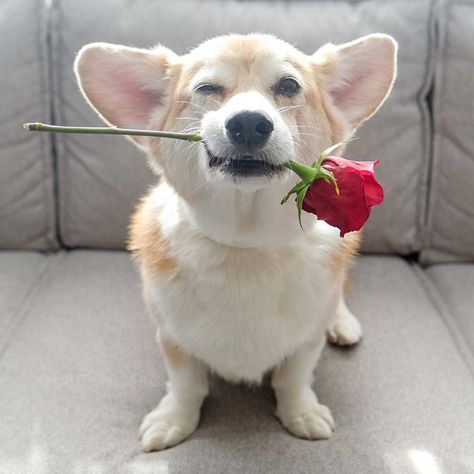 Dog Holding Flowers, Dogs Silly, Fluffy Puppy, Dog Red, Funny Pets, Holding Flowers, Animal Pics, Red Line, Corgi Dog