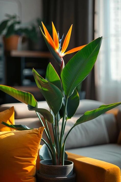 How To Divide A Bird Of Paradise: Propagation Guide Birds Paradise Plant, Bird Of Paradise Plant Indoor, Green Roof Garden, Birds Of Paradise Plant, Human Painting, Bird Of Paradise Flower, Christmas Decor Trends, Dorm Room Wall Art, Paradise Plant