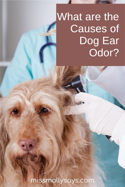 Wondering about the causes of dog ear odor in your pup? Learn a few reasons why your pup's ears are smelly and what can be done about it. Stinky Dog Ears, Dog Ear Outline, Placement Tattoo, Ear Outline, Dogs Ears, Dogs Ears Infection, Smelly Dog, Outer Ear, Medication For Dogs