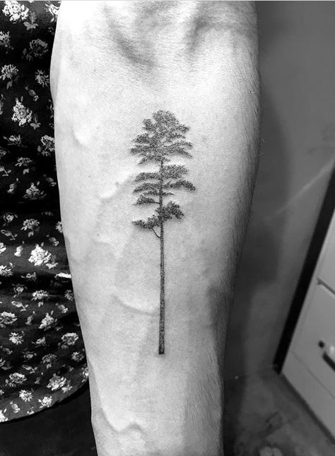 Danieljwinter@me.com Parasol Tattoo, Pin Parasol, Long Leaf Pine, Tree Sleeve Tattoo, Pine Tattoo, Tree Tattoo Arm, Pine Tree Drawing, Longleaf Pine, Small Pine Trees