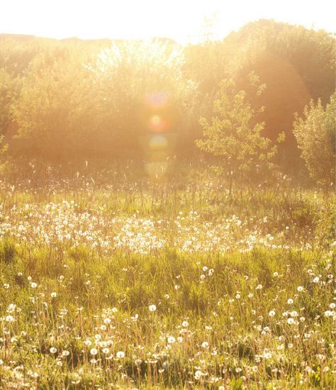 "An early-morning walk is a blessing for the whole day." - -- Henry David Thoreau Manipura Chakra, Open Field, Arte Inspo, Yellow Aesthetic, Mellow Yellow, Nature Aesthetic, Beautiful Images, Happy Places, Beautiful Places