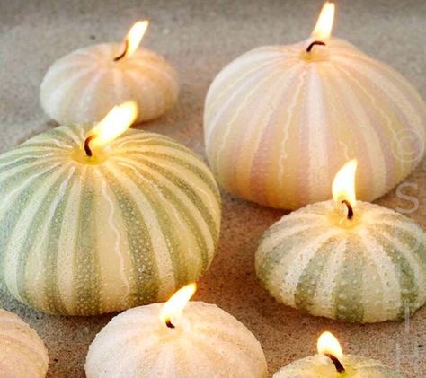 Christmas Shells, Sea Urchins Art, Shells Crafts, Sea Shells Diy, Ocean Home, Sea Urchin Shell, Ocean Home Decor, Shells Diy, Beach Candle