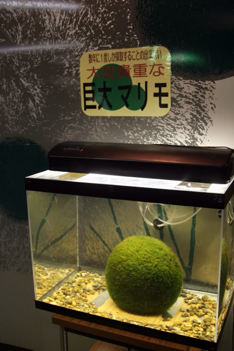 Moss Ball Pet Terrarium, Marimo Moss Ball Aquarium, Moss Ball Aquarium, Marimo Moss Ball Terrarium, Marimo Moss, Marimo Moss Ball, Moss Ball, Final Boss, Slime Mould