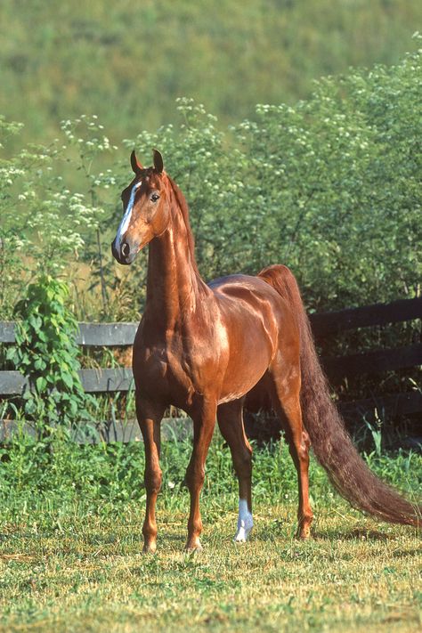 Horse Types, Saddlebred Horses, American Saddlebred Horses, Horse Ownership, Horseback Riding Lessons, Horse Movies, Horse Arena, Horse Camp, American Saddlebred