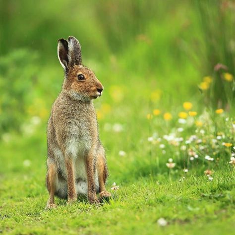 10 amazing animal species native to Ireland Irish Hare, Irish Elk, Hare Animal, Connemara Pony, National Animal, Red Deer, Irish Setter, Animal Species, The Mighty