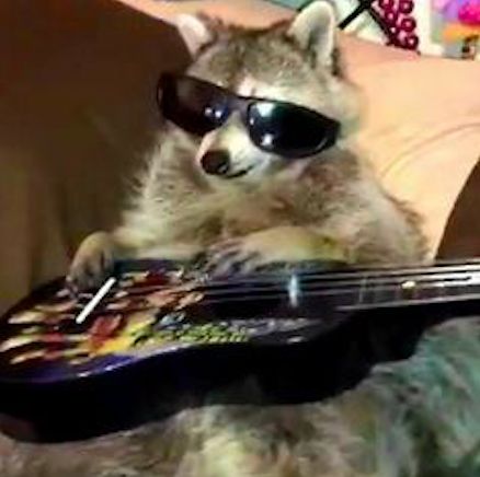 Wearing Sunglasses, Racoon, U Can, Rock Star, Guitar, Shades, Sunglasses