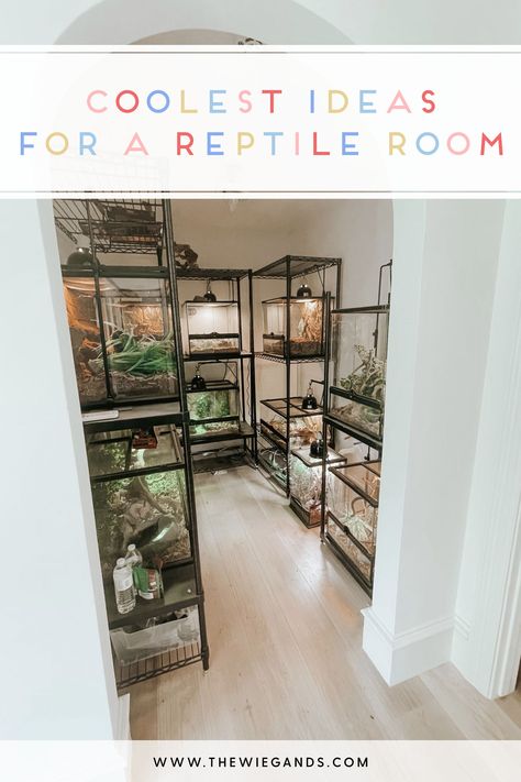 Reptile Room Ideas Snake Cages, Reptile Shelving, Reptile Shelves, Snake Enclosure Decor, Reptile Bedroom, Snake Tank Setup, Reptile Room Setup, Reptile Room Aesthetic, Snake Habitat Ideas