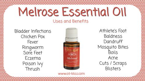 Melrose Essential Oil Young Living, Melrose Essential Oil, Young Living Oils Recipes, Young Living Recipes, Living Oils Recipes, Top Essential Oils, Essential Oil Beauty, Essential Oils 101, Healing Essential Oils