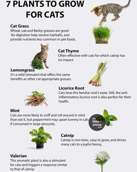 Keep your cats happy, and stop them eating your plants with these cat plants. #cat #catlover #catlife #catplant #plants #plantlife #plantsforcats #happycat Cat Friendly Herbs, How To Keep Cats Out Of Plants, Herbs For Cats, Catio Ideas, Cats Happy, All Types Of Cats, Herb Life, Cat Proofing, Cat Grass