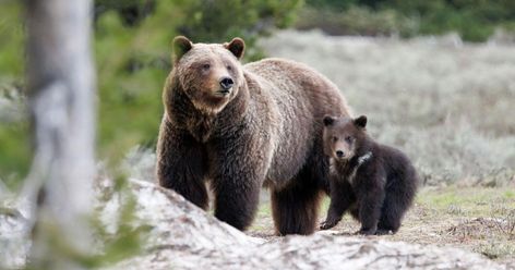 With one cub, Grizzly 399 is the oldest known grizzly mother in the Greater Yellowstone Ecosystem | Environmental | jhnewsandguide.com Grizzly 399, Livestock Feed, Bad Teeth, Grey Wolf, Grizzly Bear, Super Mom, Yellowstone National, Yellowstone National Park, Ecosystem