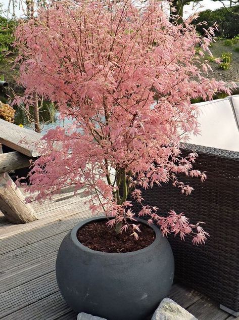 Acer Palmatum "Taylor" Japanese maple tree. I want one of these in an outdoor caul… | Japanese maple tree landscape, Maple tree landscape, Japanese garden landscape Japanese Garden Design, Have Inspiration, Japanese Maple, Garden Yard, Balcony Garden, Garden Spaces, Zen Garden, Yard Ideas, Design Case