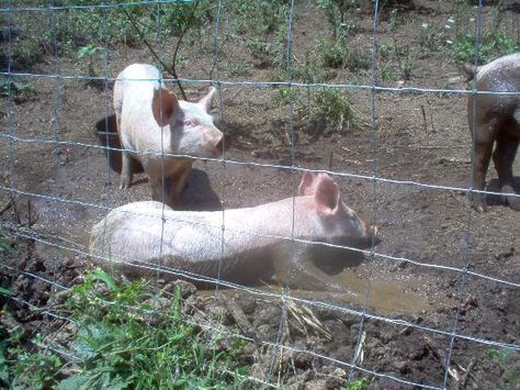 Meat Pigs, Keeping Pigs, Cow Fence, Pastured Pigs, Pig Habitat, Raising Pigs, Pig Pen, Pig Farm, Great Pyrenees Dog