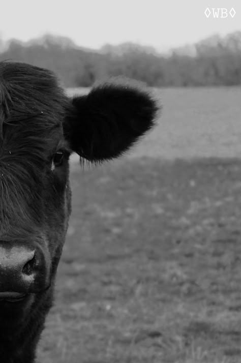 Black And White Farm Pictures, Western Aesthetic Black And White, Cattle Photography, Cow Black And White, Livestock Photography, Black And White Edit, Western Aesthetic Wallpaper, Cow Photography, Cow Wallpaper