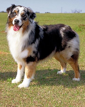 Australian shepherd Merle Dogs, Acreage Living, Country Dog, Herding Dogs Breeds, Smartest Dog Breeds, English Bull Terrier, Shepherd Dog Breeds, Aussie Puppies, Australian Shepherd Puppies