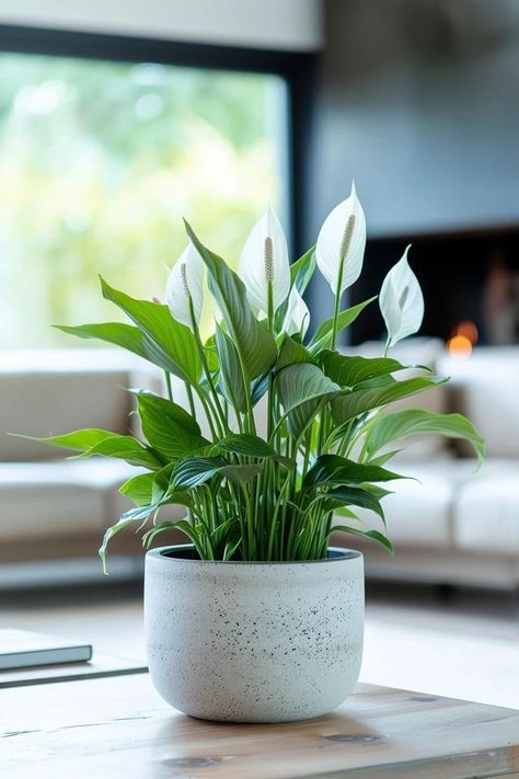 How To Take Peace Lily Cuttings: Propagation Steps Plants In Pots Indoor, Plantes Aesthetics, Peace Lily Indoor, Home Plant Decor, Planta Interior, Peace Plant, Big Indoor Plants, Popsicle Stick Crafts House, Peace Lilies