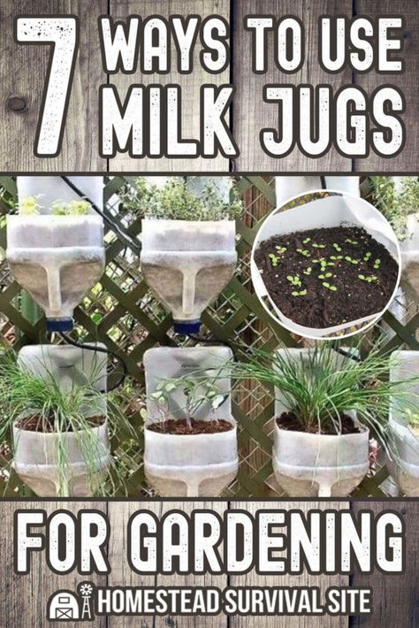 Recycled Milk Jug Crafts, Milk Jugs Diy, Milk Jugs Garden, Patio Chico, Milk Jug Crafts, Bucket Gardening, Milk Jugs, Bottle Garden, Mini Greenhouse