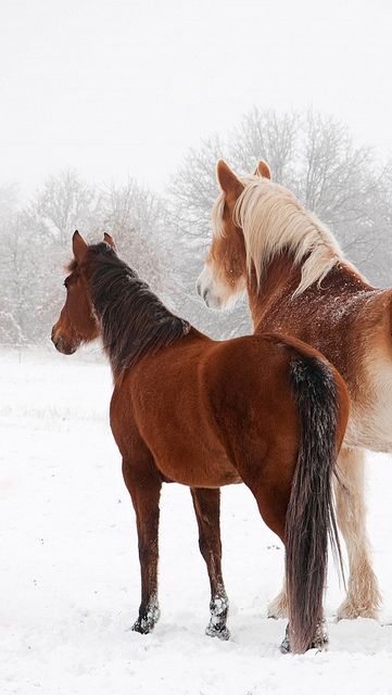 Winter Wallpaper Hd, Horse Snow, Beautiful Winter Pictures, Horse Reining, Pictures With Horses, Winter Horse, Rasy Koni, Spring Animals, Horse Wallpaper