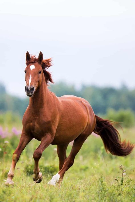 Chestnut Horse Spirit Animal, Rasy Koni, Mustang Horse, Bay Horse, Horse Wallpaper, Black Horses, Tapeta Galaxie, Grey Horse, Chestnut Horse