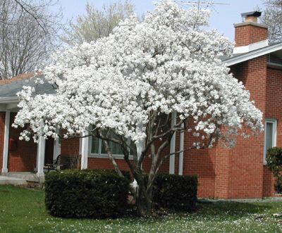 White Magnolia Tree, White Flowering Trees, Star Magnolia, Magnolia Stellata, Spider Man Spider, Magnolia Gardens, Front Gardens, Magnolia Tree, Tree Garden