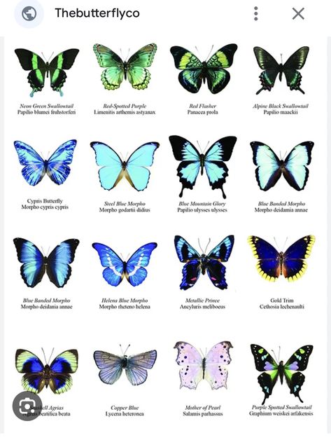 Blue Butterfly Species, Butterfly Colors Meaning, Rare Butterfly Species, Butterfly Species Chart, Butterfly Breeds, Different Kinds Of Butterflies, Butterfly Types, Kinds Of Butterflies, Rare Butterflies