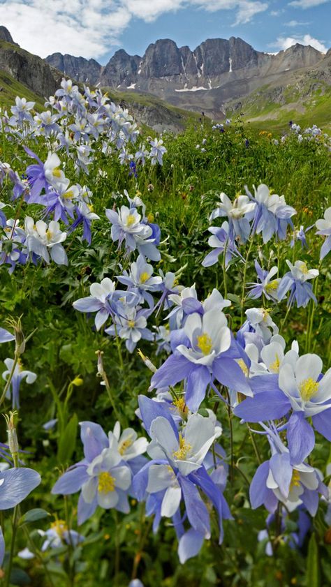 Colorado Aesthetic, Witchy Garden, Colorado Wildflowers, Basic Watercolor, Columbine Flower, Pretty Landscapes, Cover Pics, Types Of Flowers, Flower Photos