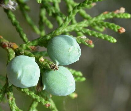 Herbs for Respiratory Health Herbs For Upper Respiratory Infection, Cedar Berries, Nettle Tincture, Natural Decongestant, Medicine Tips, Upper Respiratory Infection, Intimate Wash, Respiratory Illness, Women Health Care