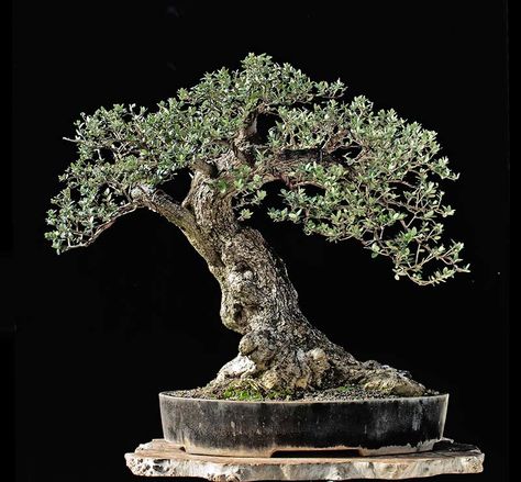 Olive Bonsai, Olive Tree Bonsai, Arbequina Olive Tree, Metz France, Wild Olive, Page Photo, Bonsai Styles, Japanese Bonsai, Olea Europaea