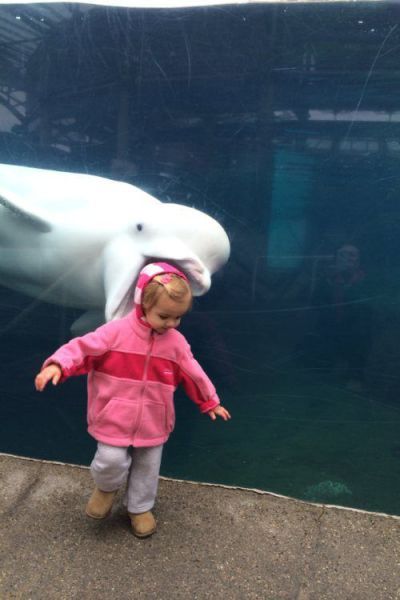 Beluga whale Funny Animal Quotes, 웃긴 사진, Animal Quotes, Animals Images, Funny Animal Pictures, 귀여운 동물, Animal Memes, Cute Funny Animals, Bones Funny