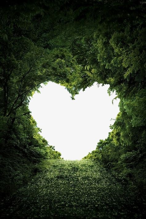 Heart Images Art, Valentines Day Border, Nature Shapes, Nature Heart, Love Background, I Love Nature, Tree Heart, Heart In Nature, Purple Flowers Wallpaper