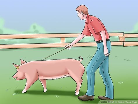 Country Fair Party, Pig Snout, Pig Showing, Raising Pigs, White Pig, Raising Farm Animals, Pig Head, Showing Livestock, 12 Steps