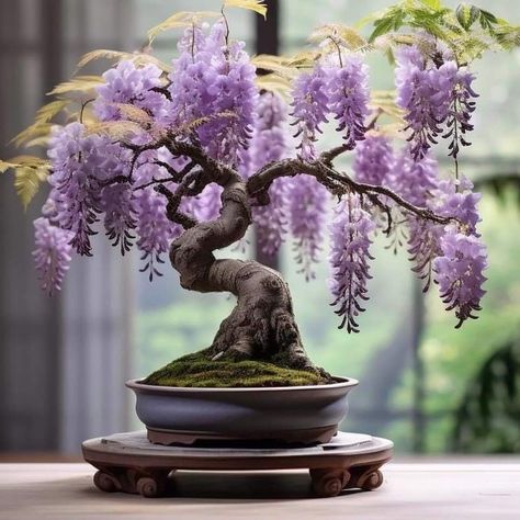 Wisteria Bonsai, Japanese Wisteria, Flowering Bonsai Tree, Wisteria Garden, Bonsai Tree Types, Wisteria Tree, Plantas Bonsai, Japanese Bonsai, Bonsai Art