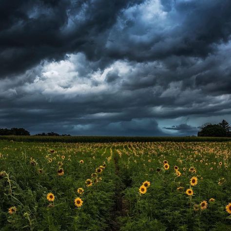 Dark Sunflower, Field Of Sunflowers, Sunflower Field, Dark Clouds, Sunflower Fields, Storm Clouds, Nature Landscape, Flower Field, Nature Lovers