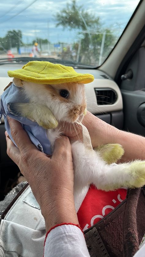 Holland lop bunny mini lop bunny Mini Holland Lop Bunnies, Mini Lop Bunny, Holland Lop Bunny, Mini Lop Bunnies, Lop Bunnies, Holland Lop Bunnies, Lop Bunny, Mini Lop, Holland Lop