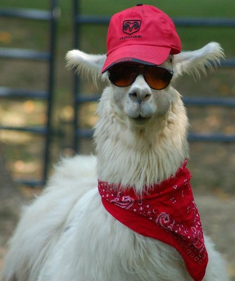 Ok... this one looks like someone's grandma. Funny Llama Pictures, Funny Looking Animals, Llama Pictures, Llama Face, Funny Llama, Llama Drama, Llama Alpaca, Cute Llama, 웃긴 사진