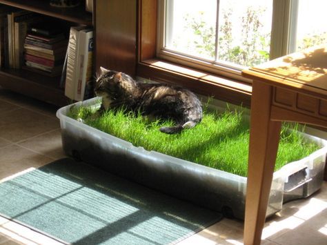 Outdoor Cat Activities, Wheatgrass For Cats, Cat Indoor Garden, Bedroom For Cats, Cat Grass Ideas, Cat Garden Ideas, Indoor Cat Ideas, Cat Grass Indoor Ideas, Cat Set Up